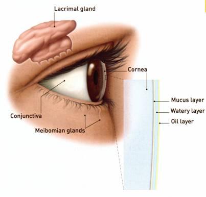 Dry Eye Syndrome - Management and Treatments