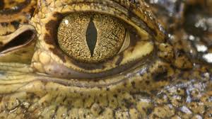 Crocodile tears may help lead to new dry eye treatments