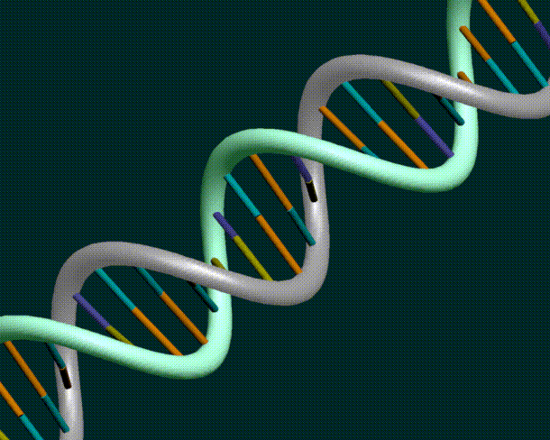 Macular Degeneration Genetics