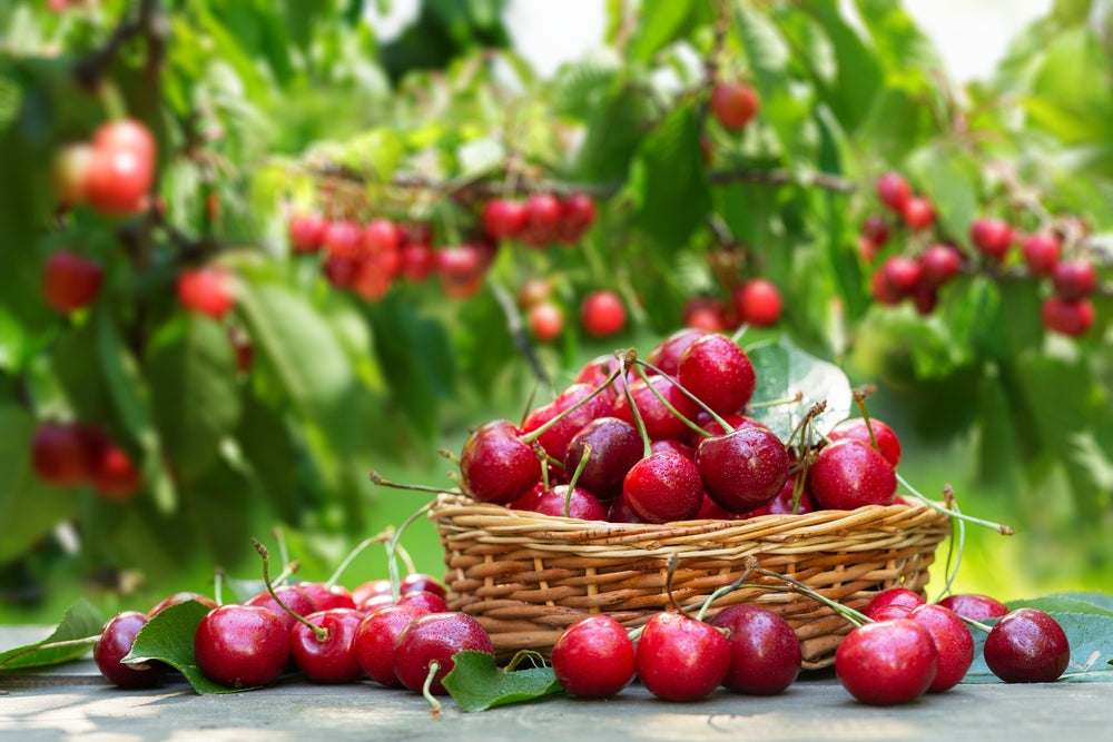 3 Health Benefits of Cherries