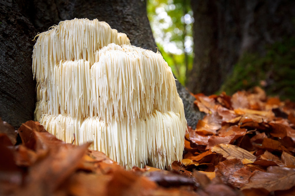 Lion's Mane mushrooms offer benefits to the brain